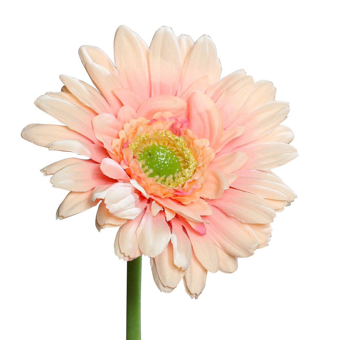 DPIGerbera