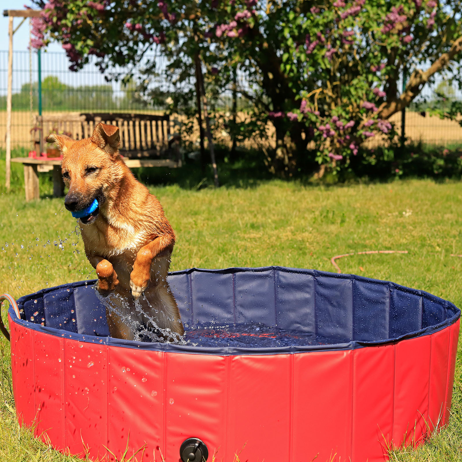 Lionto Wasserspielzeug Lionto 160 cm Hundepool mit Ablassventil - faltbar