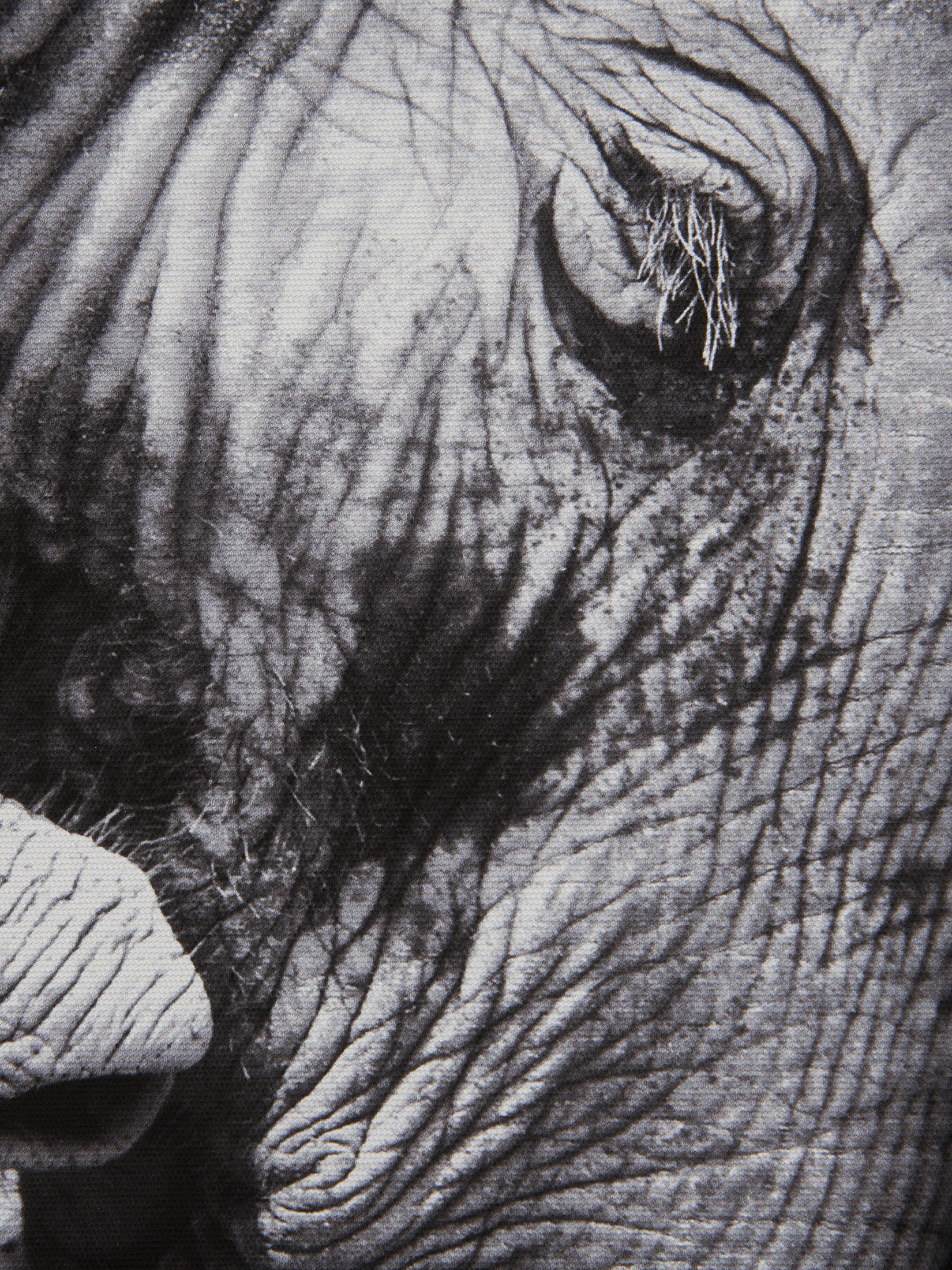 Elephant Baby Leinwand-Druck-gerahmt, Schwarz