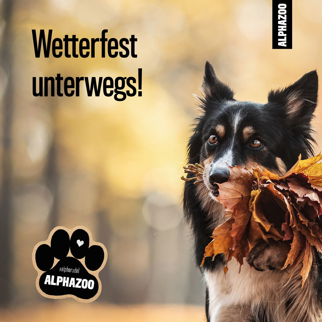 ALPHAZOO Ergänzungsfutter & Aufzucht ALPHAZOO Alpha-Immun Futteröl für Hunde und Katzen 500 ml