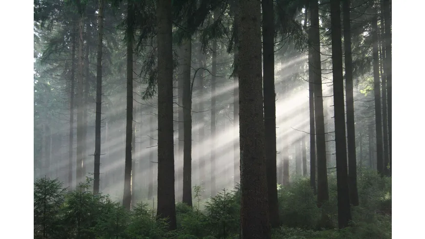 Das grüne Wunder - Unser Wald