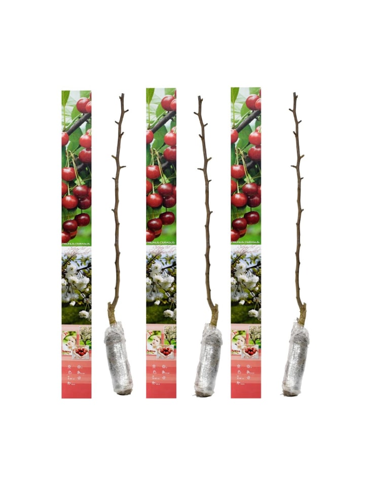 OH2 3er-Set Kirschschatz Morelle Obstbäume in Bunt günstig kaufen onesize