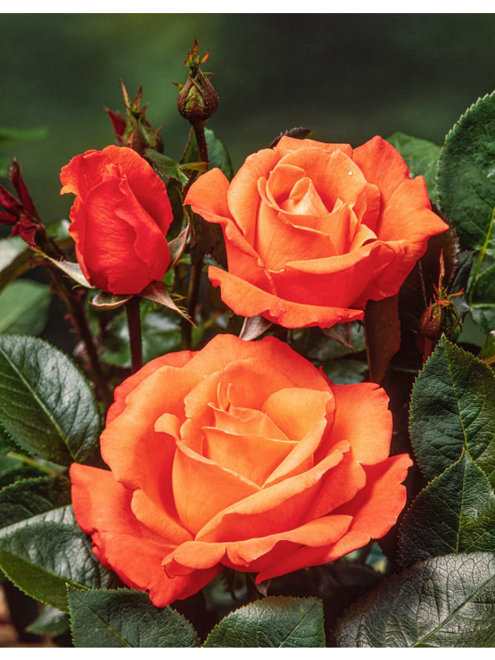 OH2 6er-Set: Grossblütige Rosen in Bunt günstig kaufen onesize