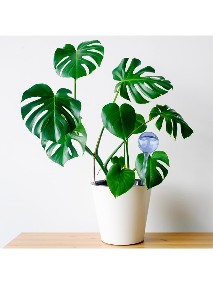 relaxdays 6x Bewässerungskugel in Blau günstig kaufen onesize