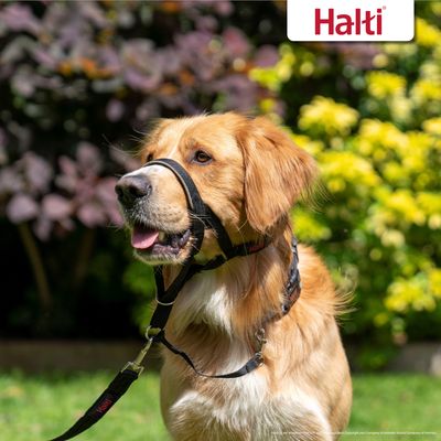 Halti Kopfhalfter schwarz