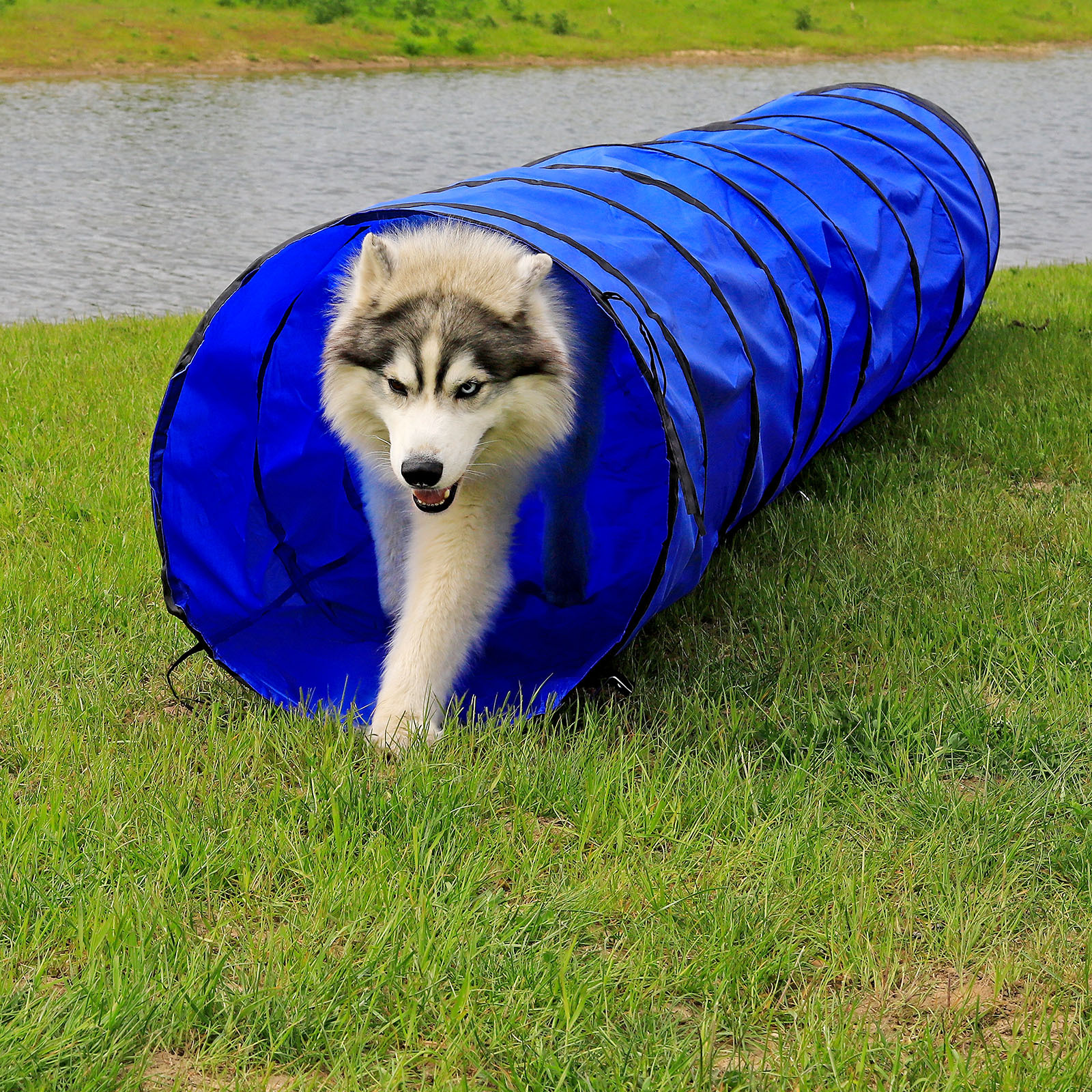 Lionto Agility & Training Lionto 5m Tunnel mit Heringen