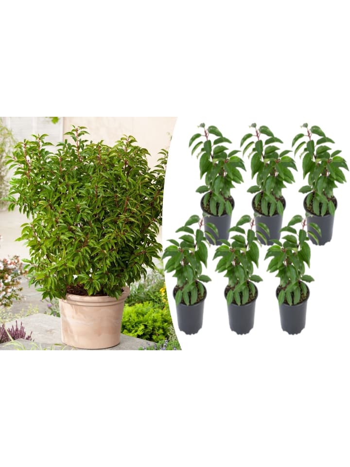OH2 6er-Set Prunus lusitanica 'Angustifolia in Grün günstig kaufen onesize
