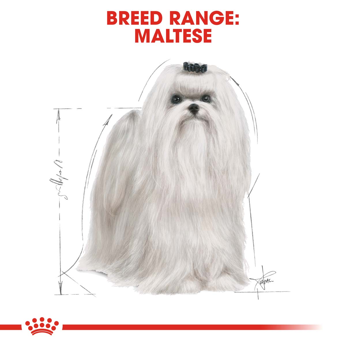 ROYAL CANIN Maltese Adult Hundefutter trocken kaufen bei ZooRoyal