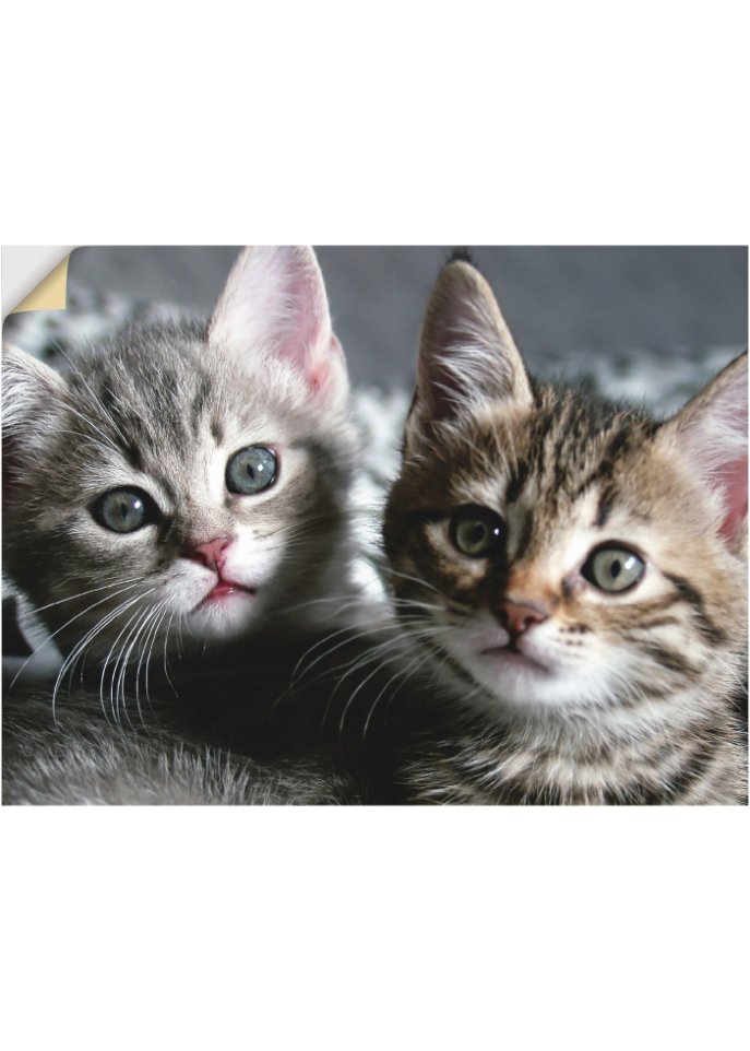 Wandsticker mit Katzen