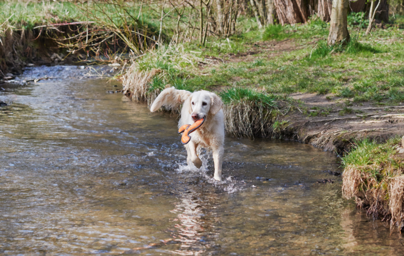 Dogs Creek Frisbees & Wurfspielzeug Dogs Creek Boomerang Hyper