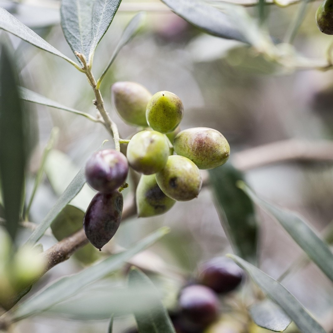 Olive & Olive Blossom