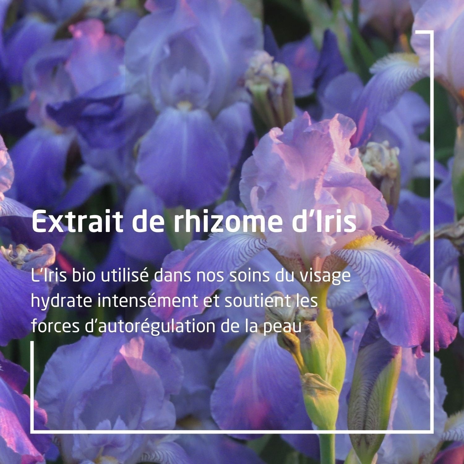 Weleda IRIS umirujuća noćna krema - 30 ml