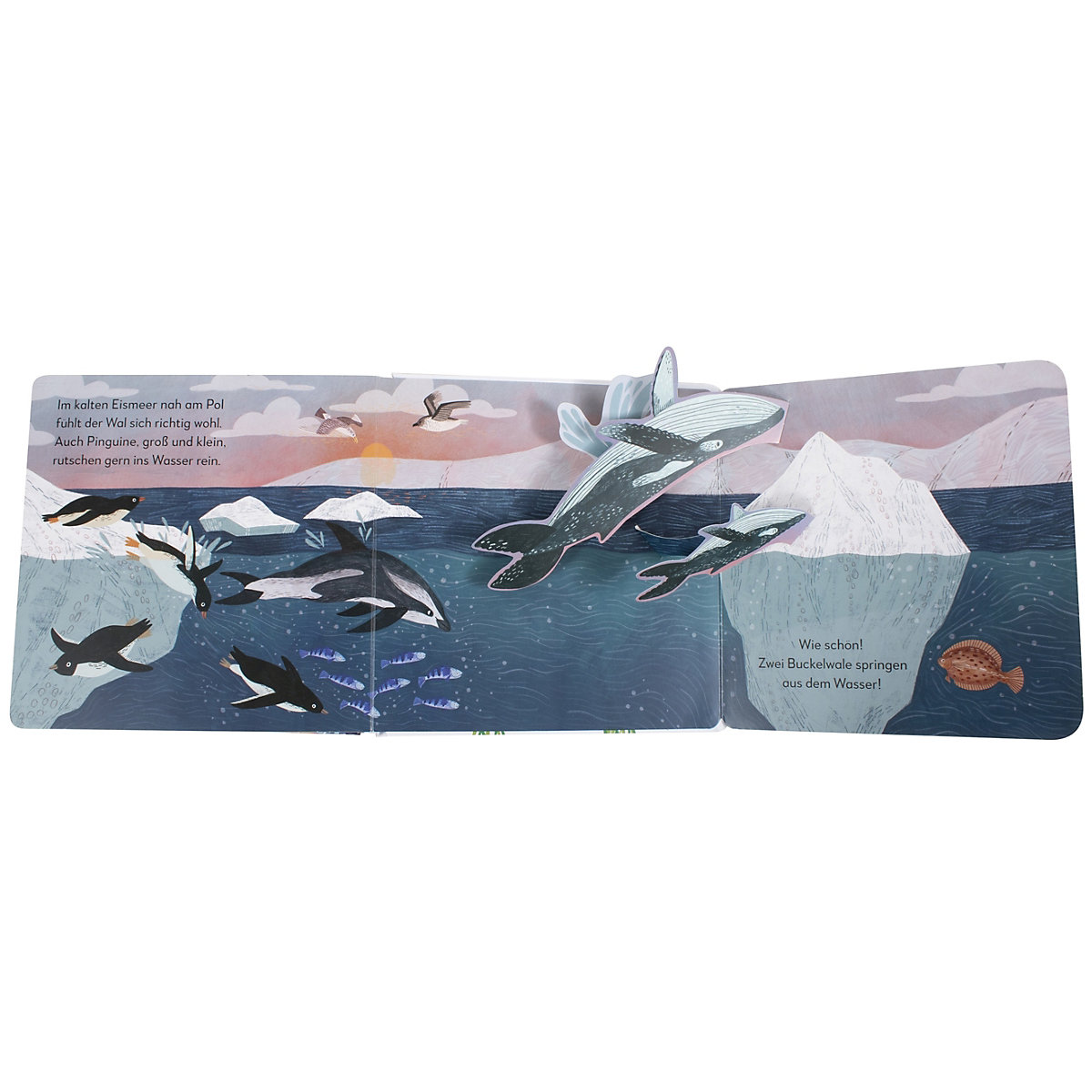 Mein Pop-up-Buch zum Staunen. Wer lebt im  Meer