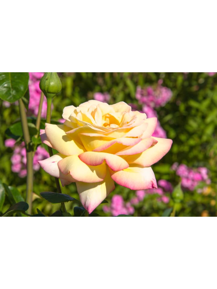 OH2 3er-Set Großblütige Rosen in Gelb/Rosa günstig kaufen onesize