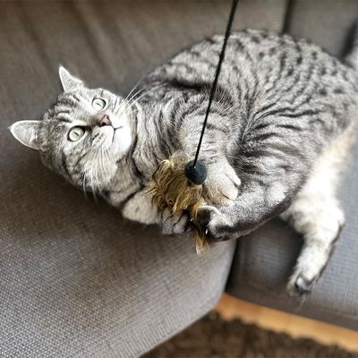Aumüller Katzenangel Woozle mit Wuschel-Frettchen