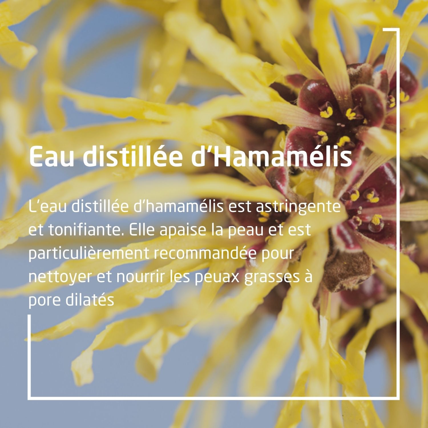 Weleda Hamamélis Mouse Nettoyante Douceur - Peaux Normales à Mixtes - 150 ml
