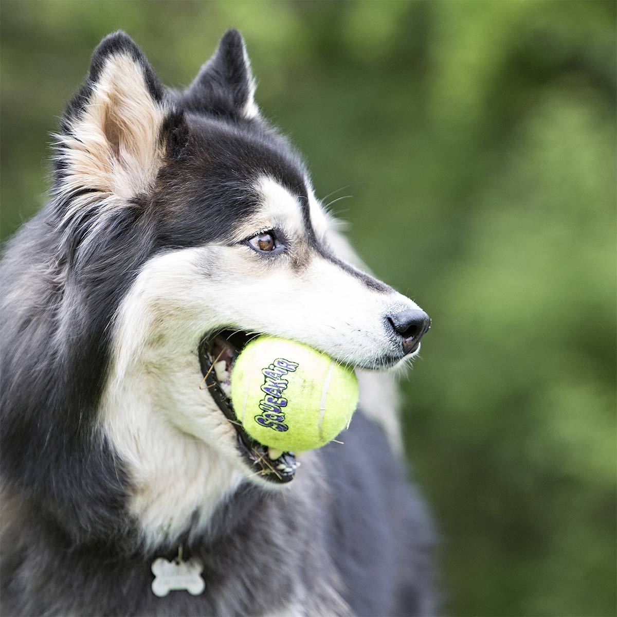 KONG SqueakAir Balls günstig kaufen bei ZooRoyal
