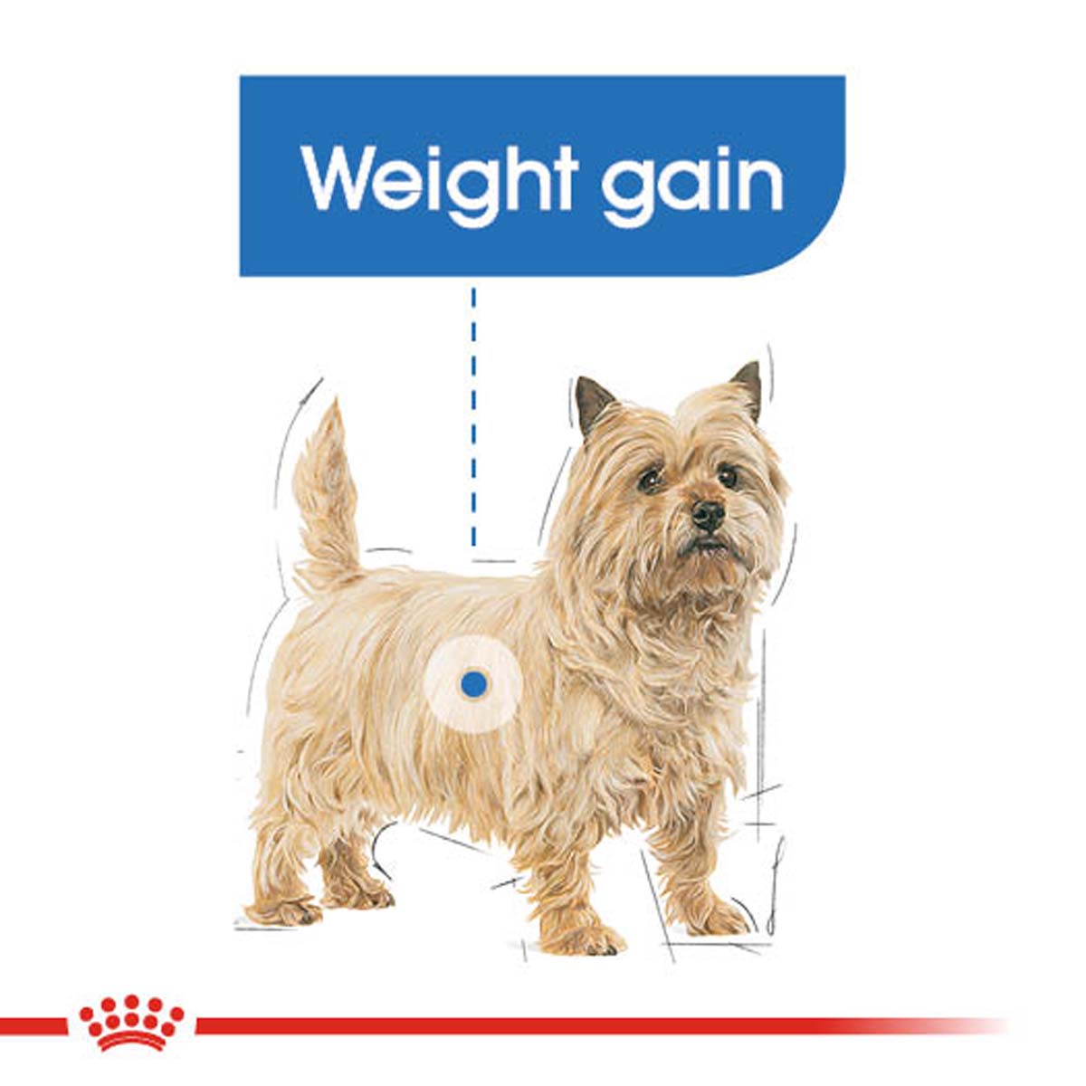ROYAL CANIN LIGHT WEIGHT CARE Nassfutter für Hunde mit Neigung zu Übergewicht12x85g