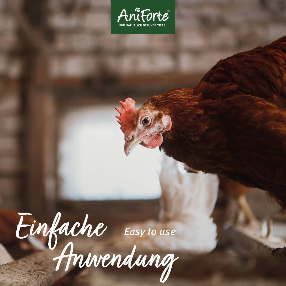 Aniforte Zubehör Aniforte Toneier 6er Pack
