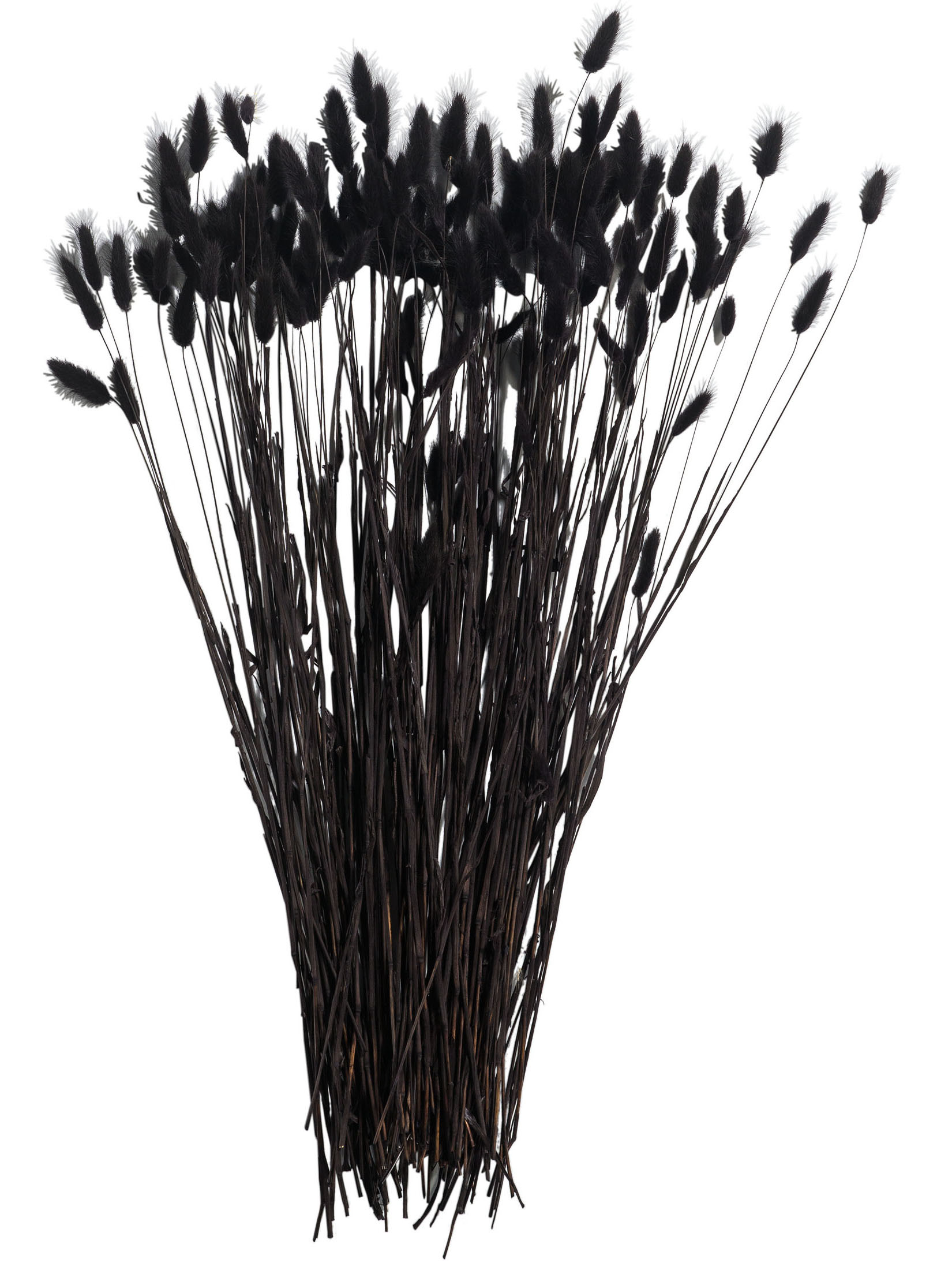 Lagurus Trockenblume, Schwarz