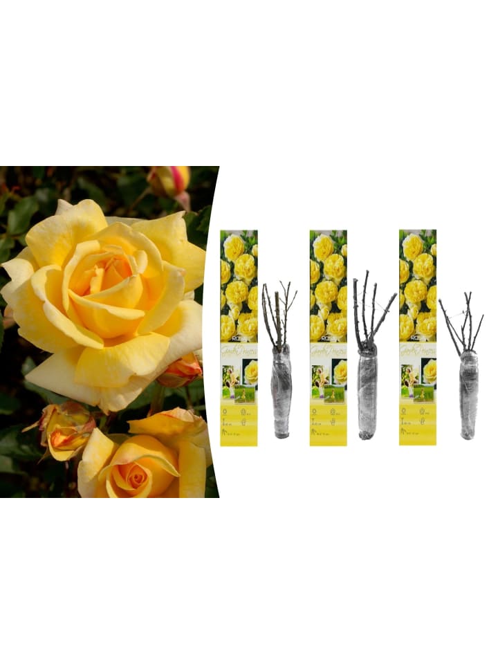 OH2 3er-Set Polyantha-Rosen in Gelb günstig kaufen onesize
