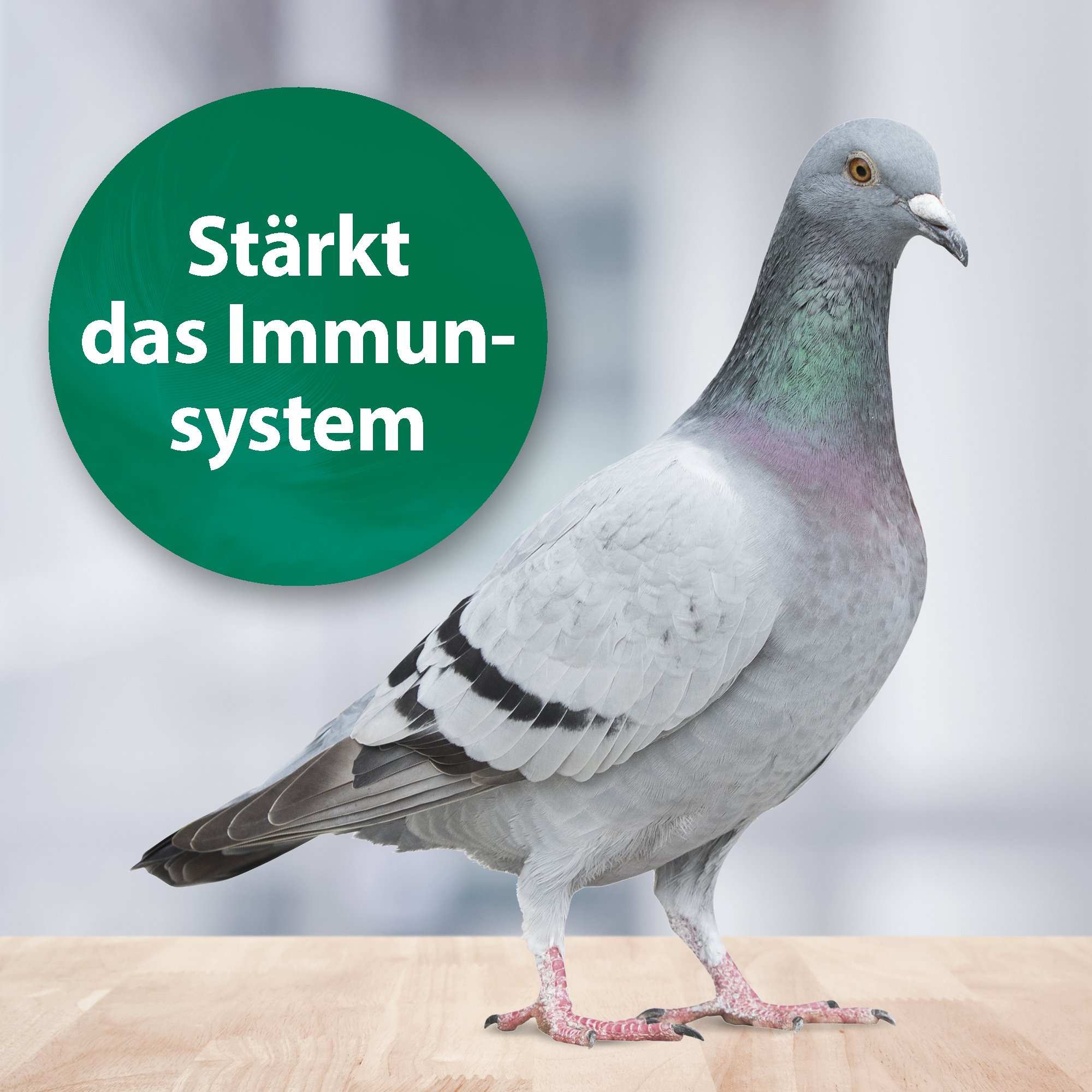 Quiko Ergänzungsfutter Quiko Med V liquid 100 ml: Mit hochwertigem Oregano-Öl für Ziervögel