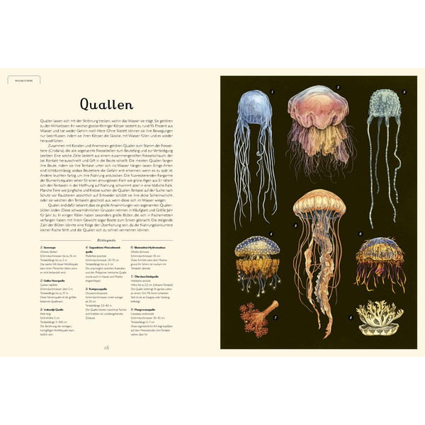 DAS MUSEUM DES MEERES - Kinderbuch