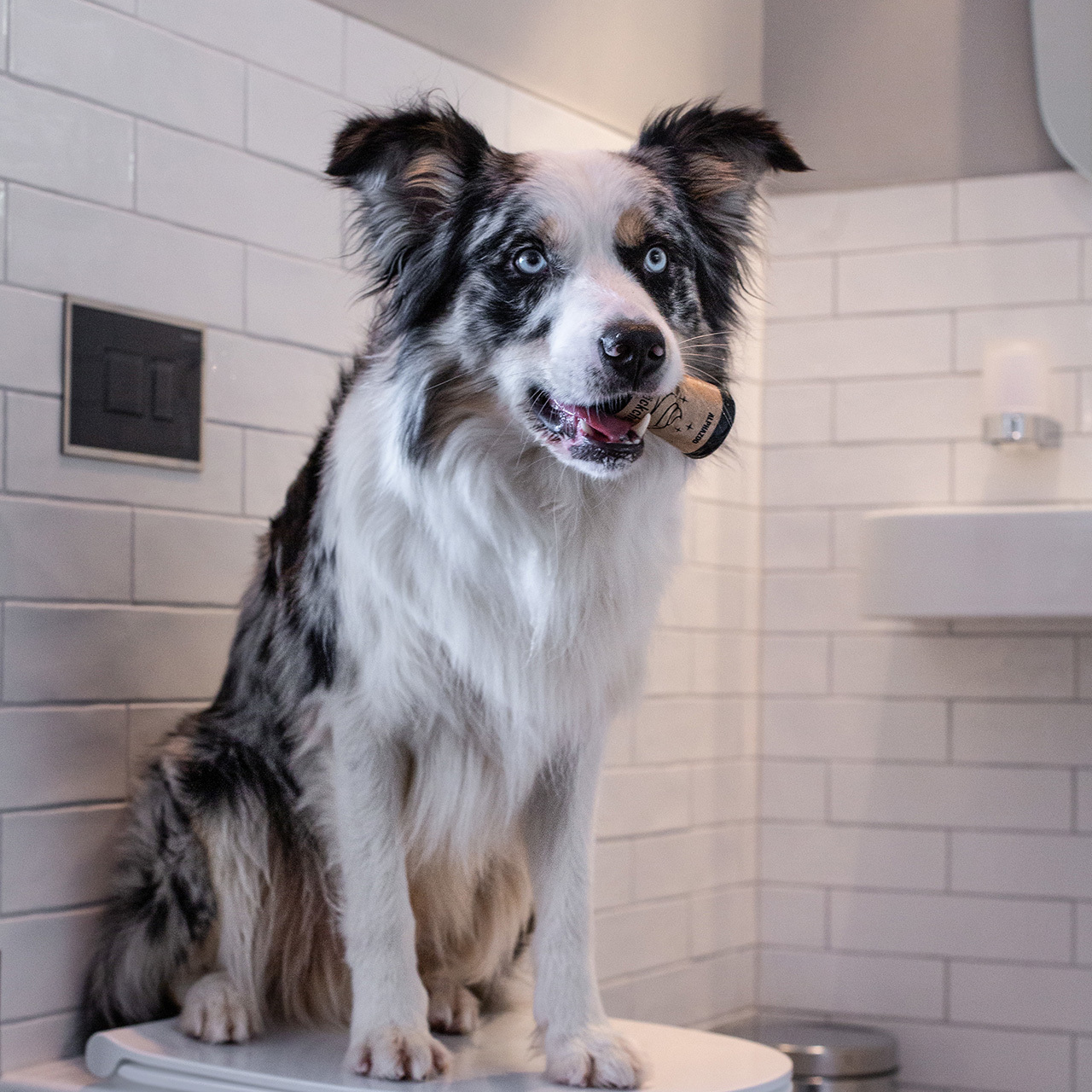 ALPHAZOO Hundekotbeutel ALPHAZOO Pupssäckchen Kotbeutel für Hunde