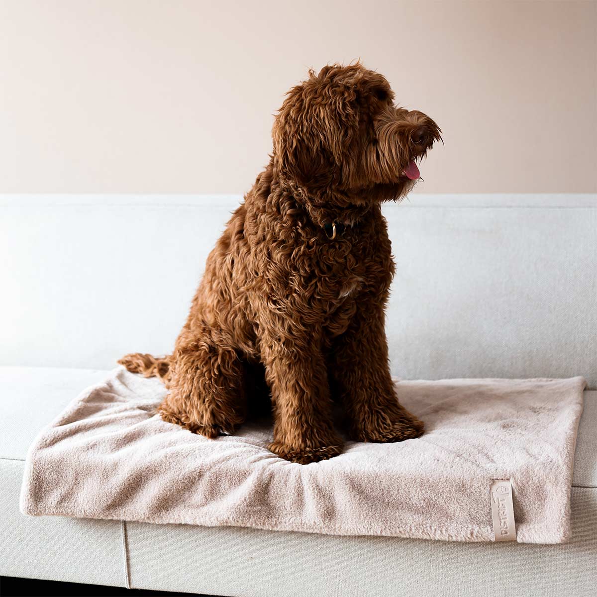District 70 Hundedecke NUZZLE taupe 100x70cm kaufen