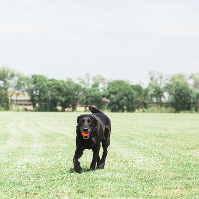Chuckit! Breathe Right Fetch Ball