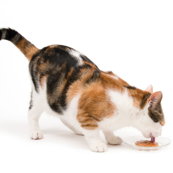 Katzensnack Creamy Thunfisch, 50 Stück