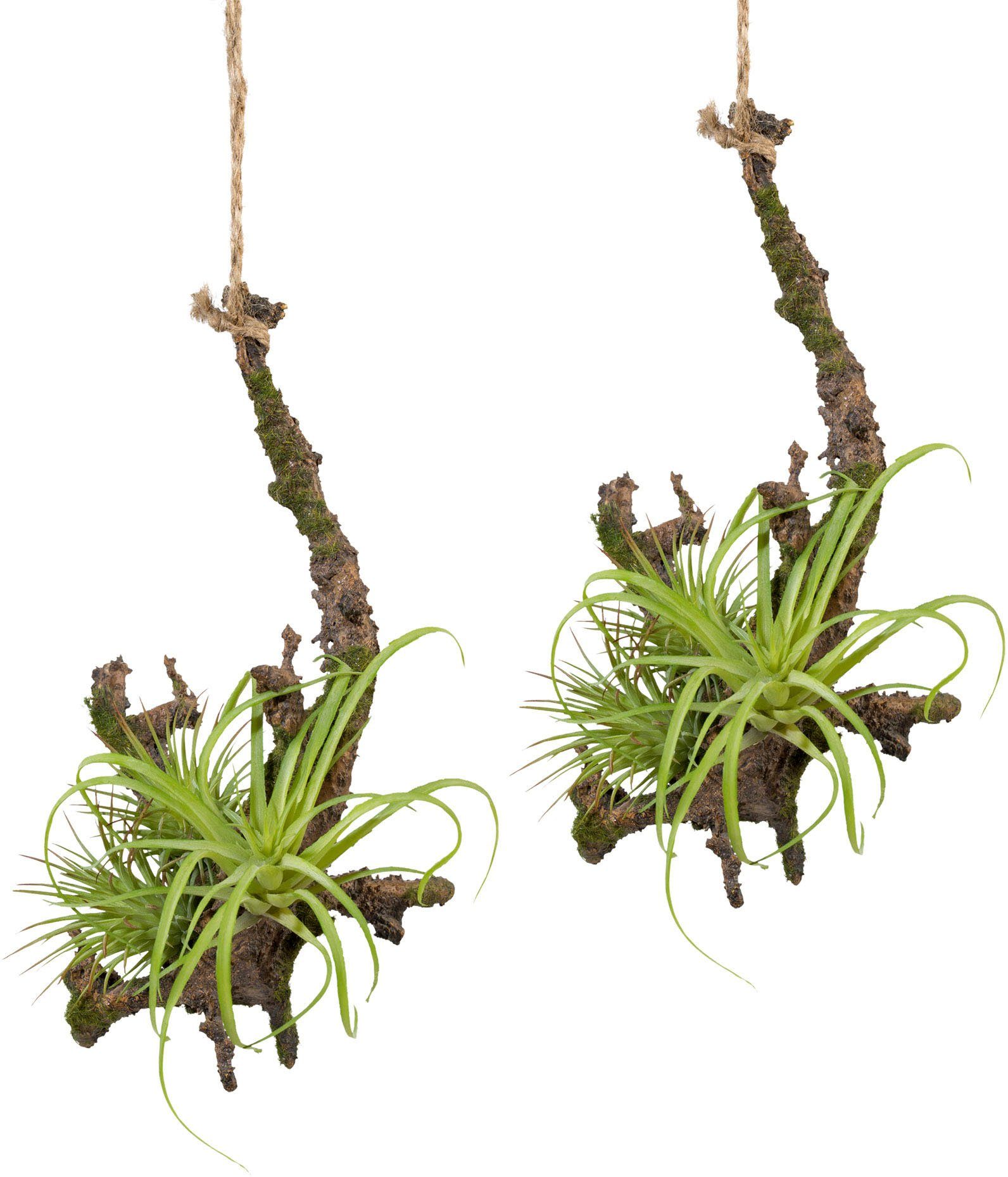 Kunstpflanze Hängeast mit Tillandsie, Creativ green, Höhe 15 cm, 2er Set