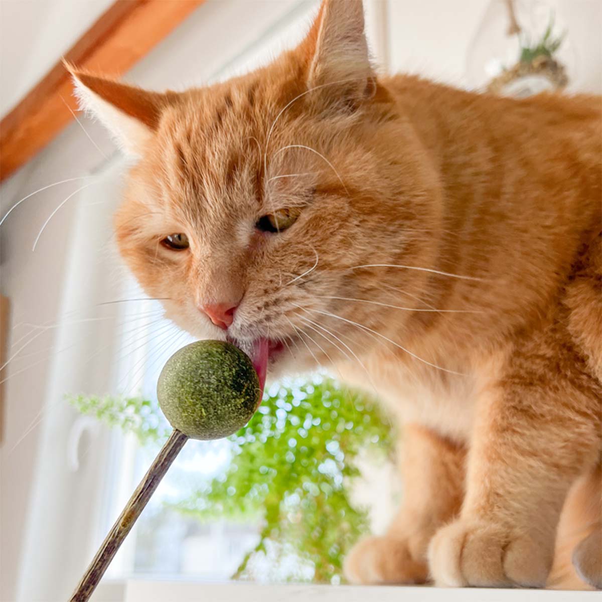 Aumüller Matatabi mit Catnip Lolli - 2er Set kaufen
