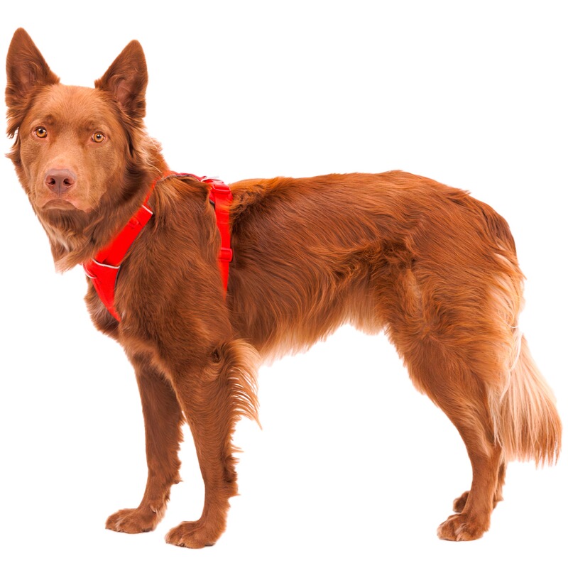 Ruffwear Hundegeschirr Front Range&reg; neues Modell
