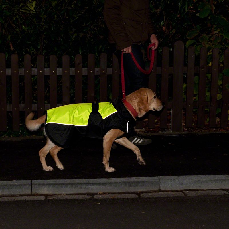 Hundemantel Illume Nite Neon zu TOP-Preisen