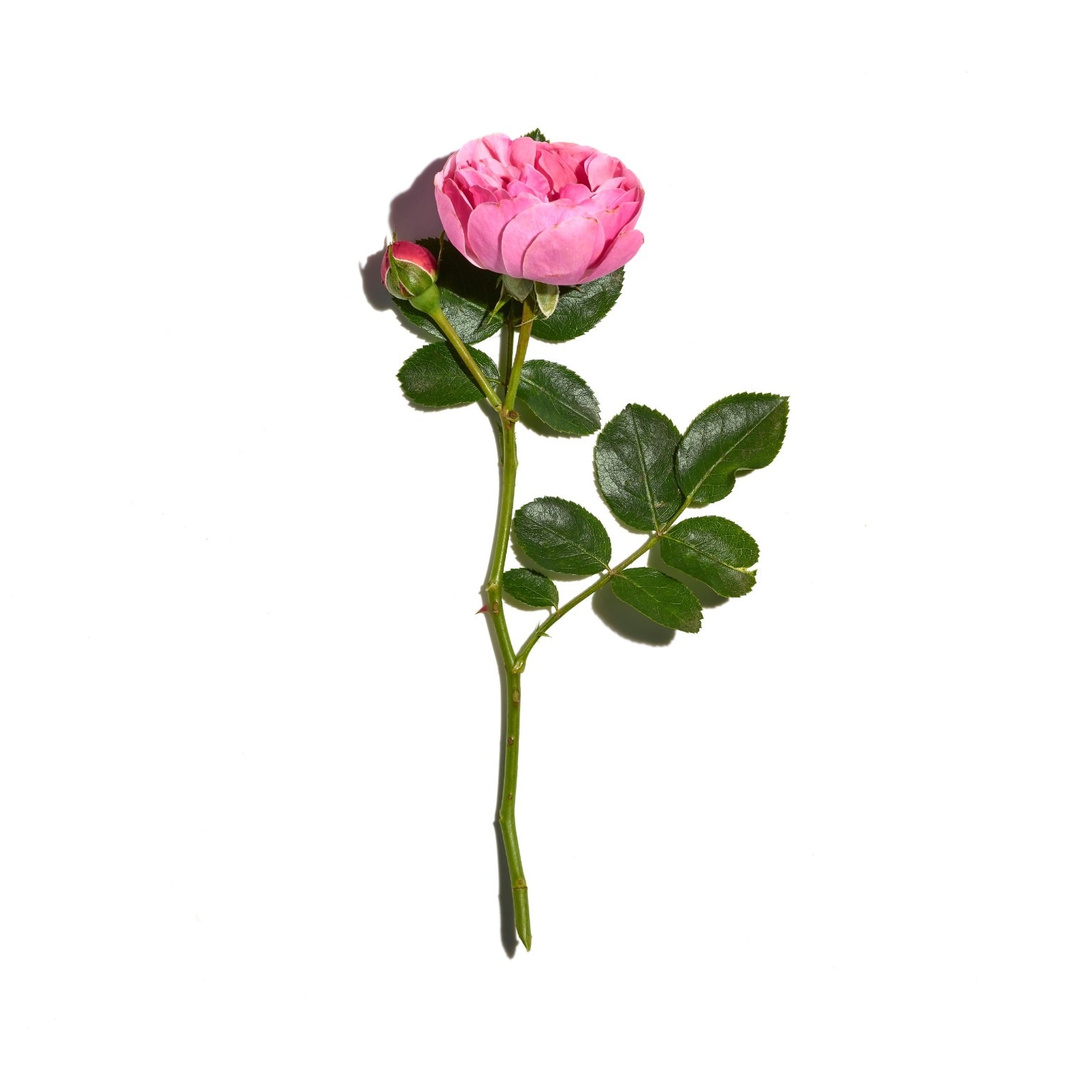 Sanoflore Rosa fresca