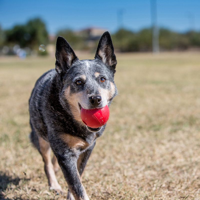 KONG Snack-Ball mit Loch zu TOP-Preisen
