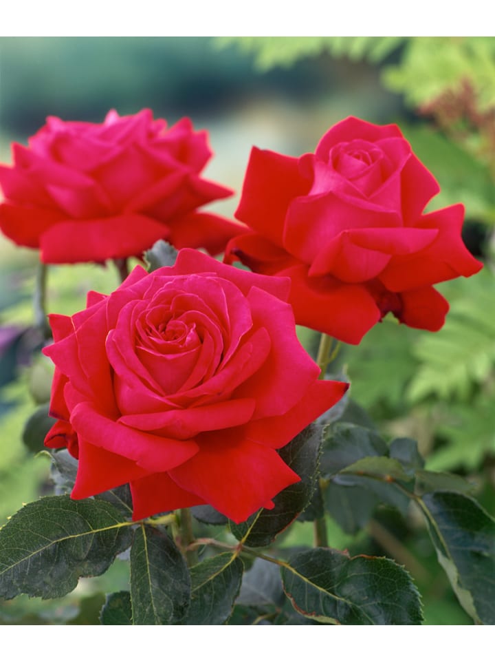 OH2 3er-Set Großblütige Rosen MIX in Bunt günstig kaufen onesize