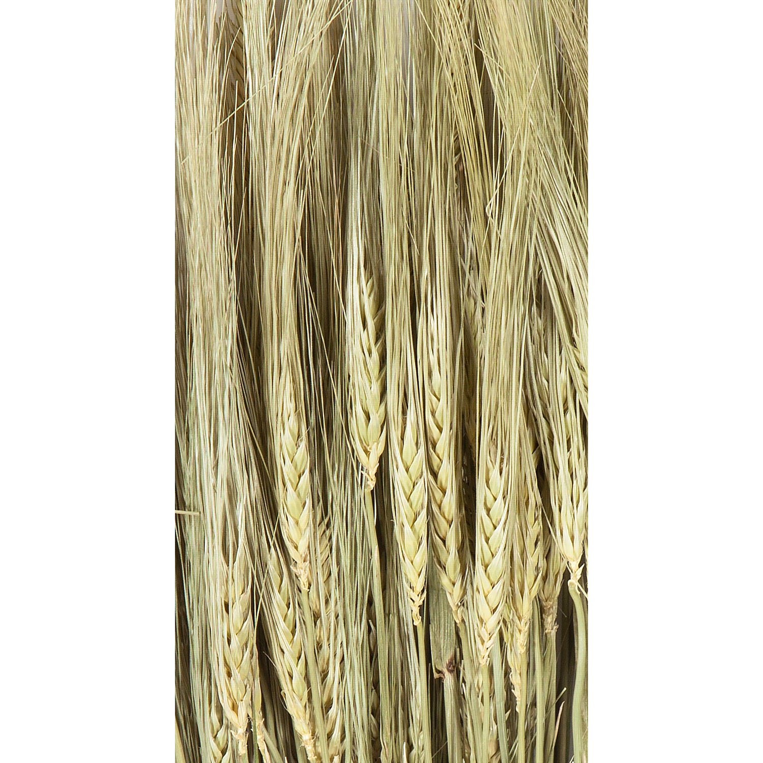 Gerstenähren, grün, 100 g