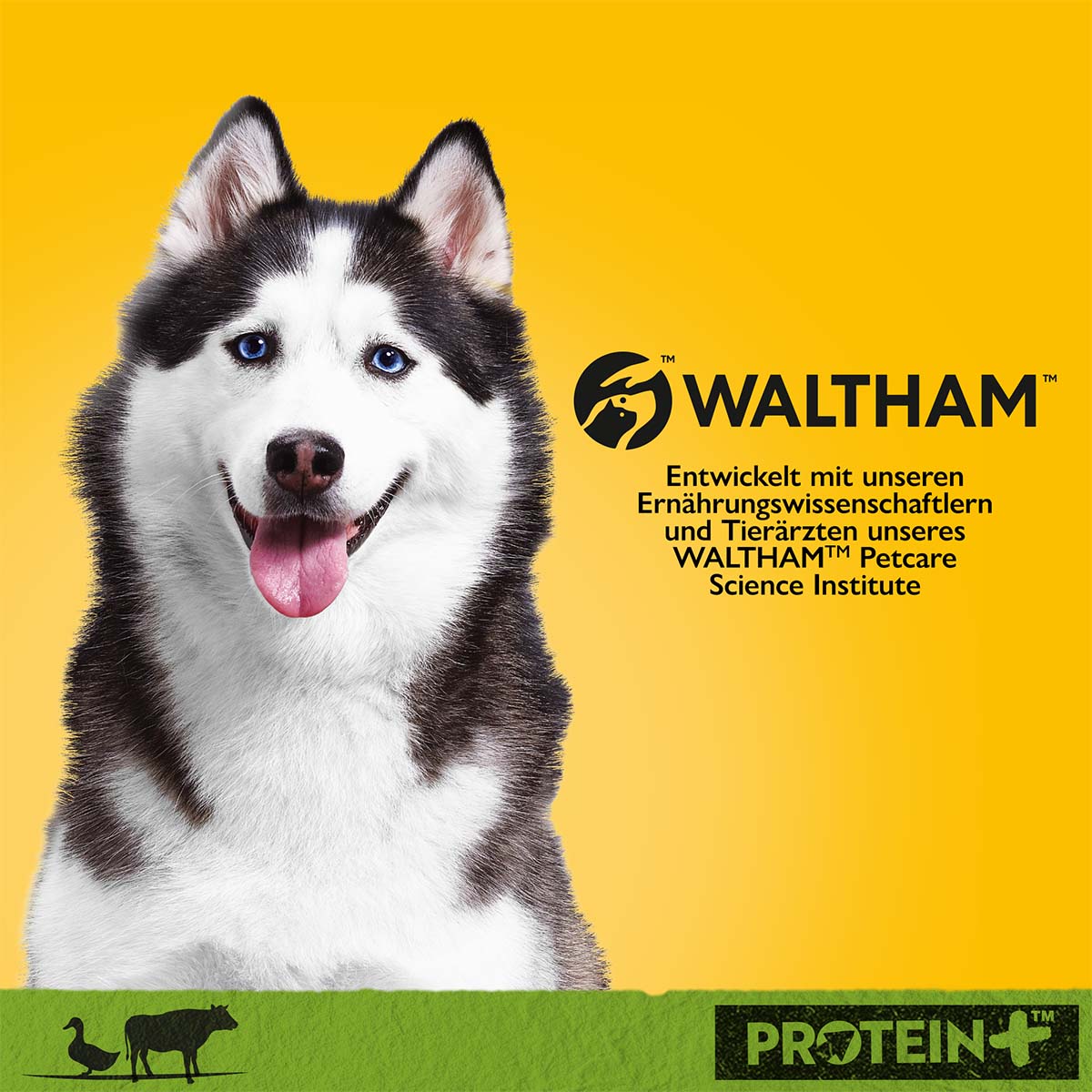 PEDIGREE Protein+ Pastete Ente & Rind günstig kaufen bei ZooRoyal