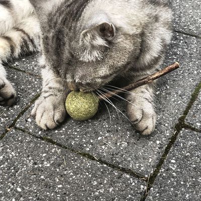 Aumüller Silver Vine Dentalspielzeug Lolli