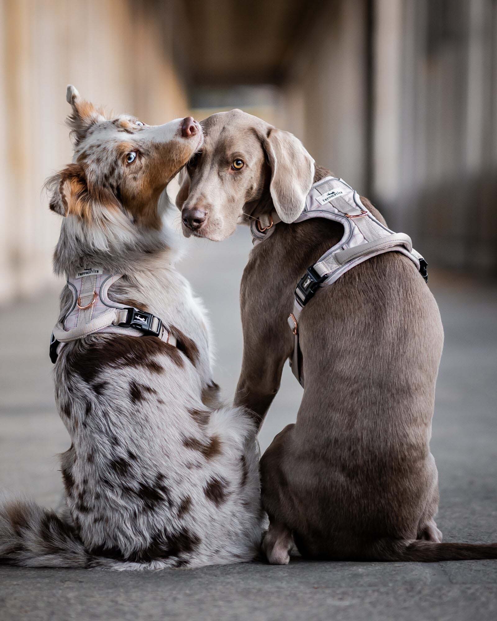 Freudentier Hundegeschirre Freudentier atmungsaktives Hundegeschirr M