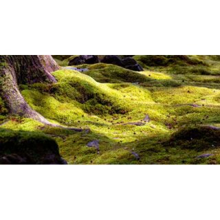 AK Mossy Texture - Green (35 ml)