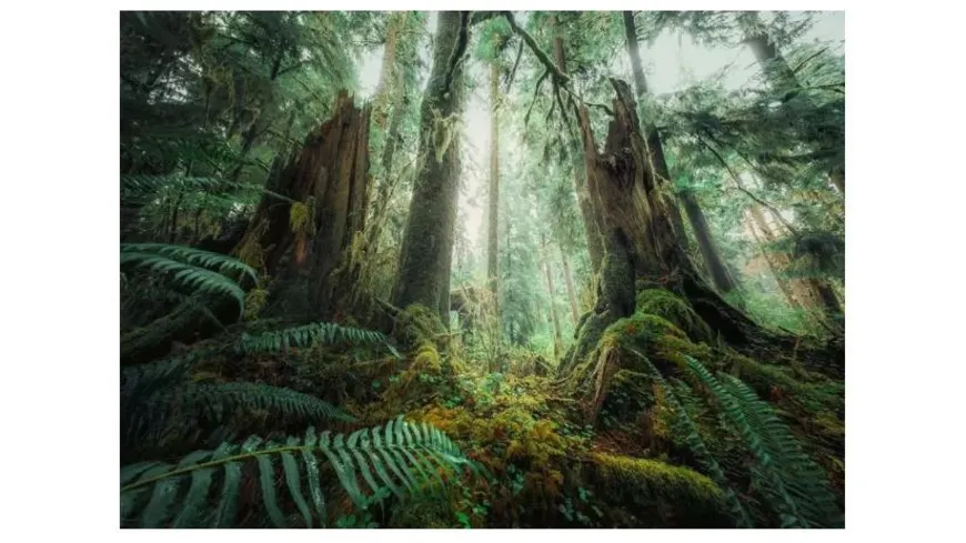 Ravensburger Puzzle - Faszinierender Wald, 1000 Teile