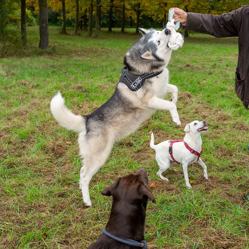 Modern Living Hundespielzeug Vigo zu TOP-Preisen