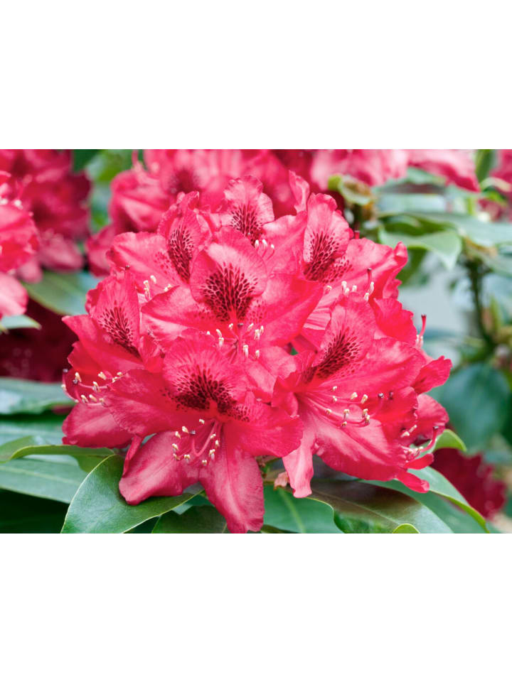 OH2 6er-Set: Rhododendron Nova Zembla in Rot günstig kaufen onesize