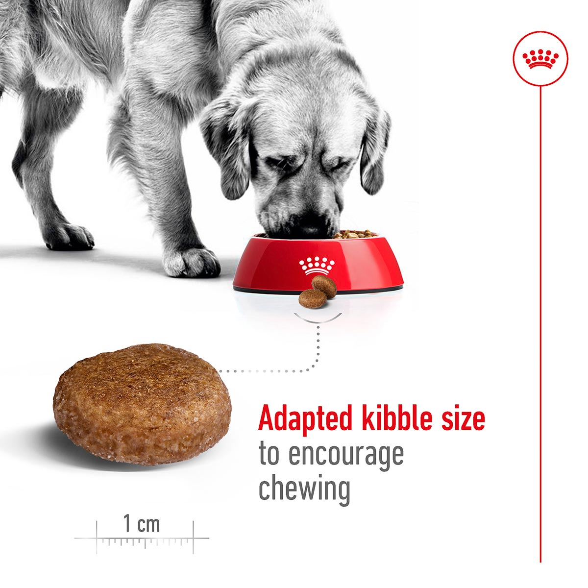 ROYAL CANIN MAXI Adult 5+ Trockenfutter für ältere große Hunde