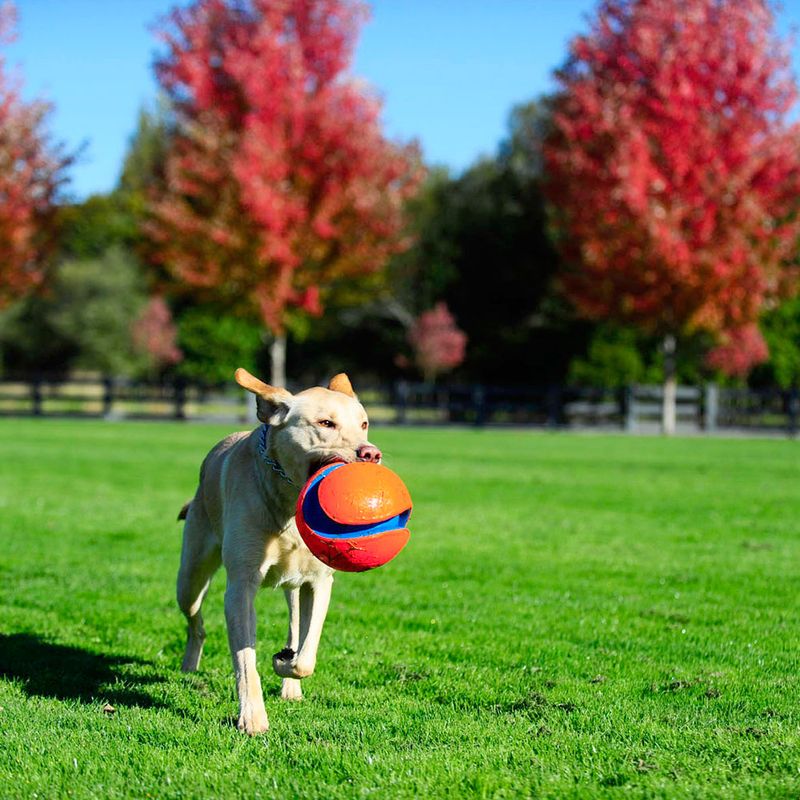 Chuckit! Kick Fetch zu TOP-Preisen % | bitiba