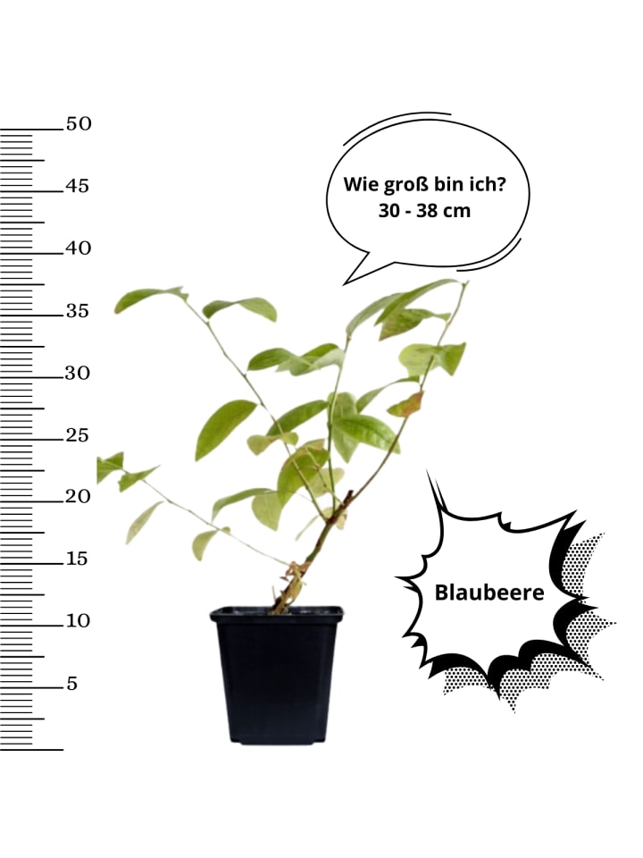 OH2 8er-Set: Blaubeere in Blau günstig kaufen onesize