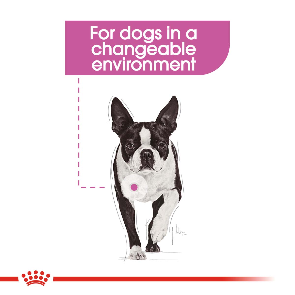 ROYAL CANIN RELAX CARE Nassfutter für Hunde in unruhigem Umfeld 12x85g
